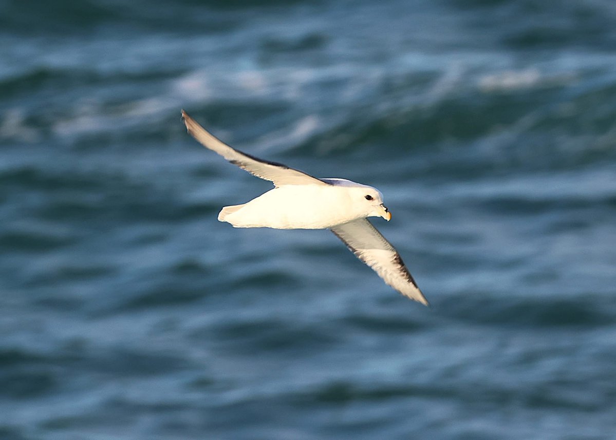 phil cheeseman tweet media