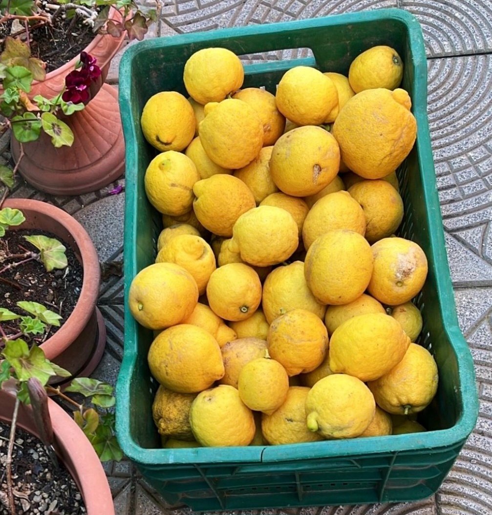 Manuel00998811's tweet photo. #alebasciano #limoni 
Ancora, dopo un anno e mezzo, stanno a controllare ogni singola mossa di Basciano 🤣🤣🤣
Ma quanno ve passa???🤣🤣🤣
Magnateve i limoni 🤣🤣🤣🤣 https://t.co/ndawx33GKx