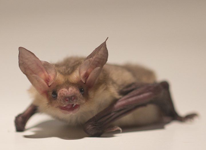 GhouliaChilds's tweet photo. Happy #Baturday! (* Pallid Bat) 🦇 https://t.co/HOIt8vEkeC