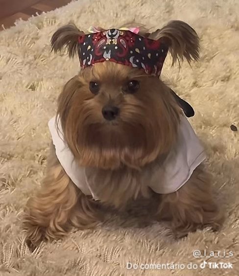 minha atual obsessão são os vídeos do cara que tem essa yorkshire chamada docinho e ela vestida assim me deixou mais obcecada ainda