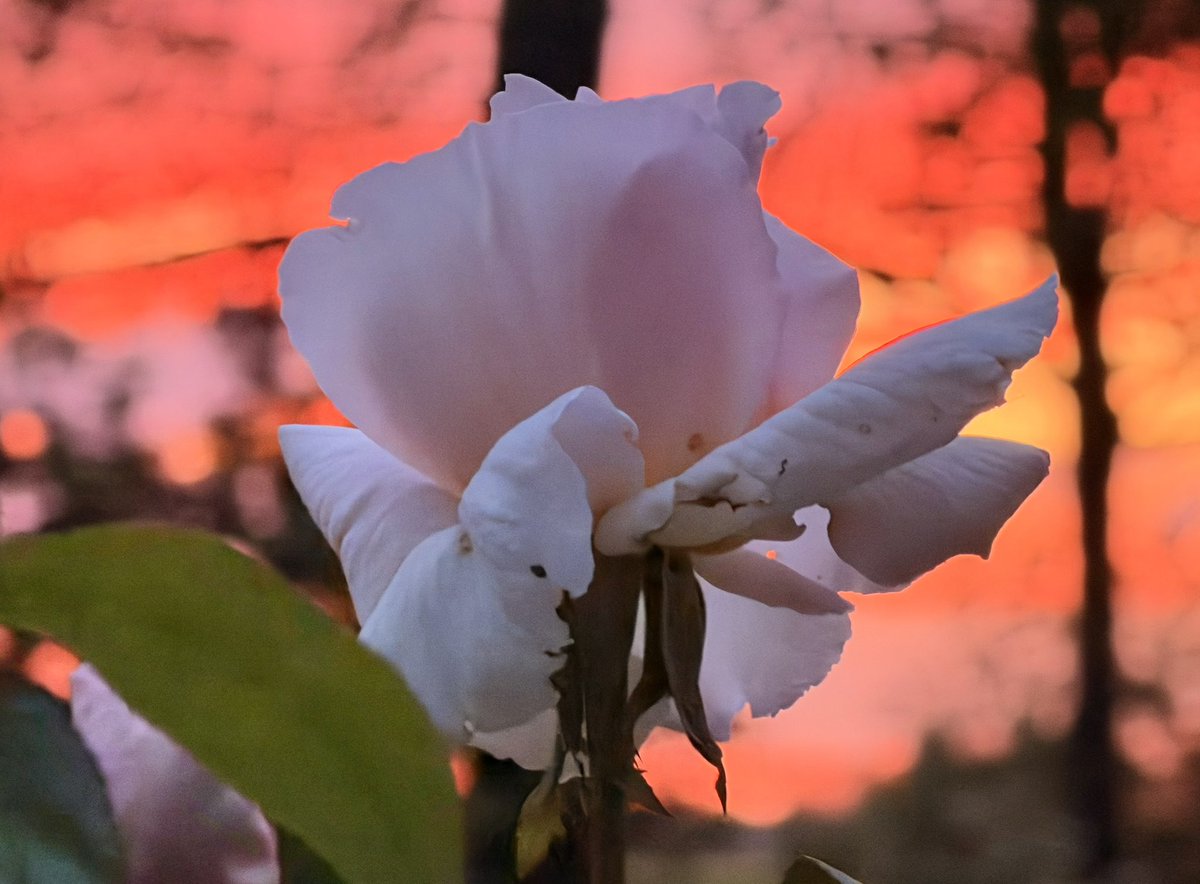 ROVER et TSARINE tweet media