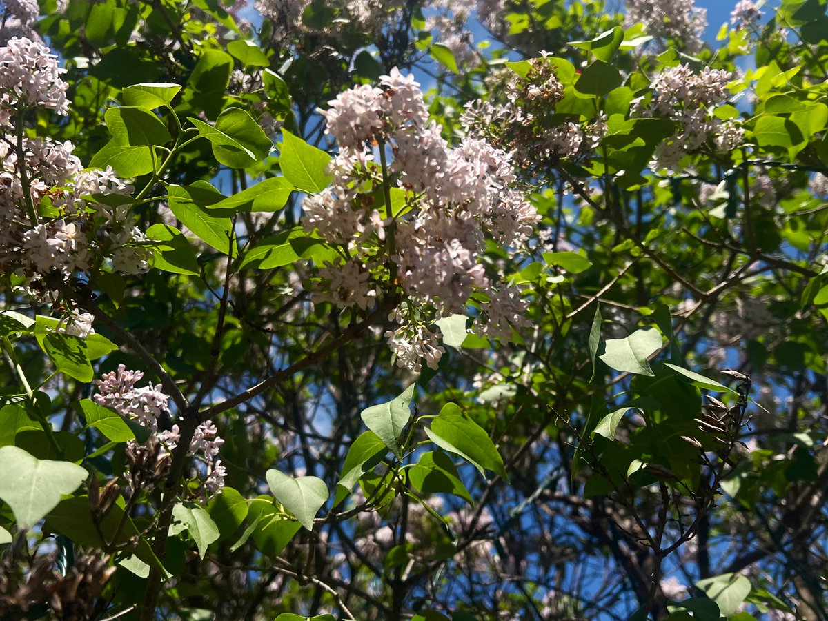 mikrogrdn's tweet image. Got a minor sunburn yesterday #joy #summersoon