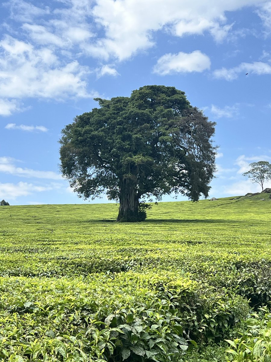 Yeebrew's tweet photo. Kericho. https://t.co/XKwyqlbuN4