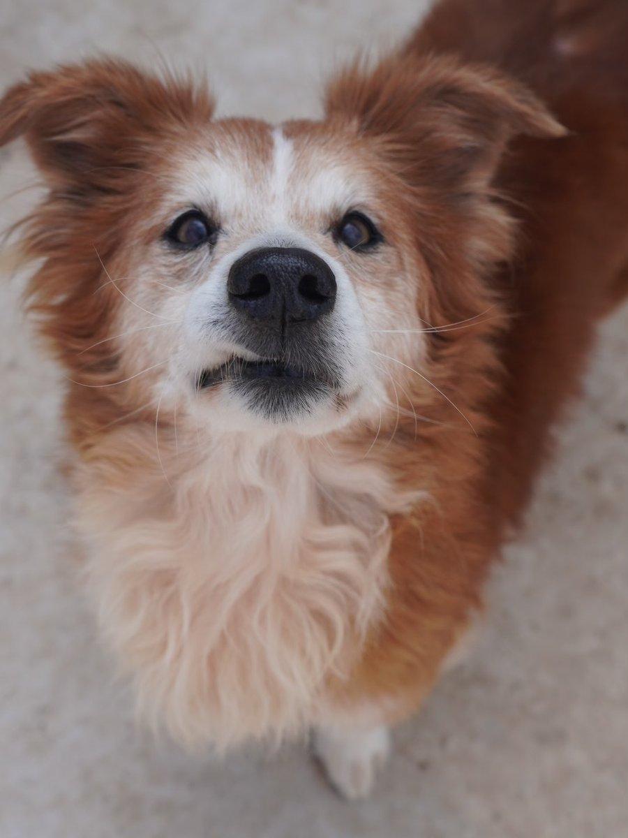 SosAbuelos1's tweet image. #VALENCIA
#CANIJO es este peludete de 8 kg y unos 8 años. 

 No se sabe nada de su pasado, solo que fue encontrado en la calle.... Tenía anemia, leishmania, artrosis y DOS PERDIGONES, uno en la pierna y otro en la columna 😓

Es bastante independiente, pero cuando coge confianza