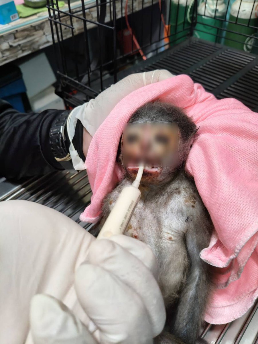 กรมอุทยานแห่งชาติ สัตว์ป่า และพันธุ์พืช tweet media