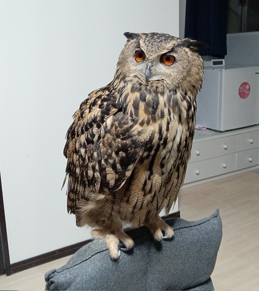 おはようございます🦉