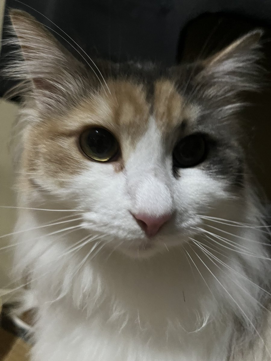 秀吉ちゃん tweet media