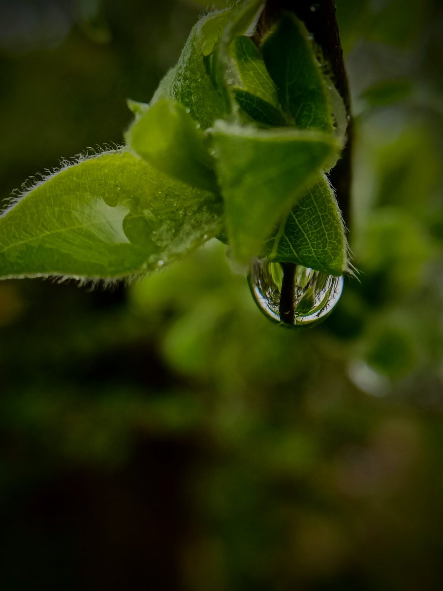 SewellLeigh's tweet image. Cats eye 👀😊

#saturdaymorning #macro #nature #naturephotography #naturelovers