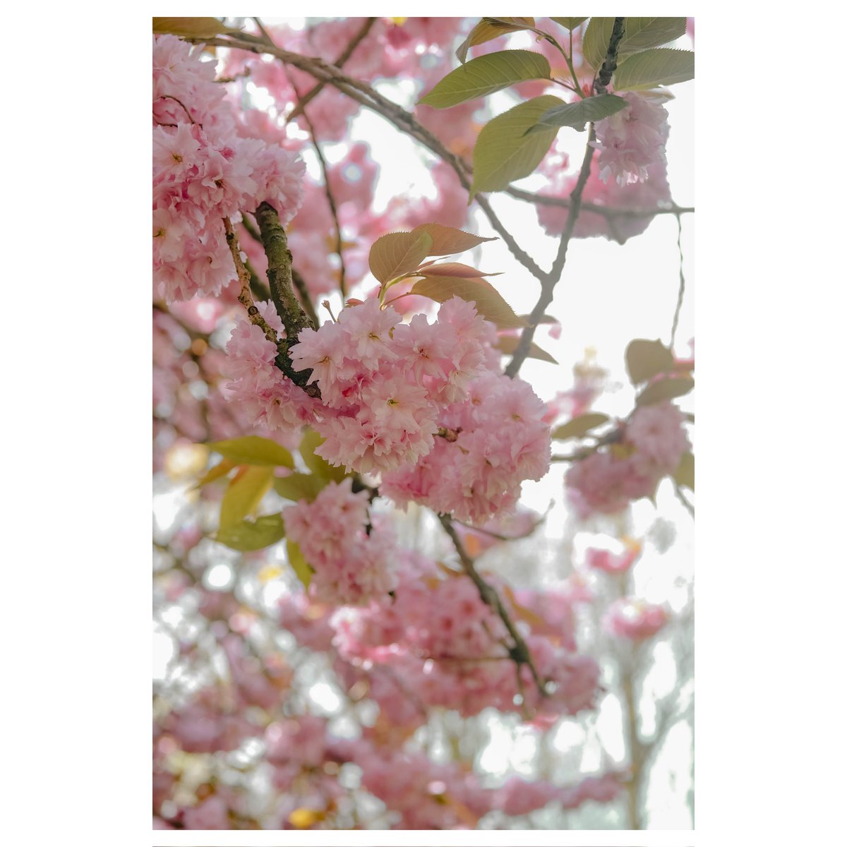 DaisyDSnaps's tweet image. Liverpool • 16.04.26 - Soft petals, fleeting moments. Spring reminds us that beauty doesn’t need to last forever to matter. 🌸

#springvibes #daisydsnaps #blossomseason #photographer #naturephotography