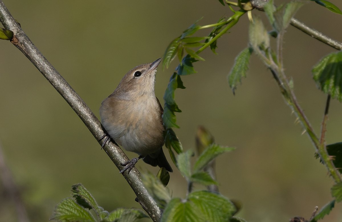 alan lewis wildlife stuff tweet media