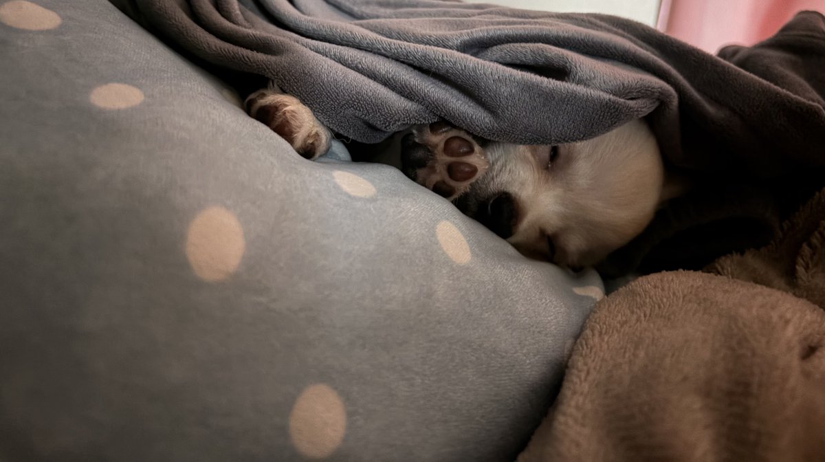 🧸ིྀみきゃ@Uber大阪 tweet media