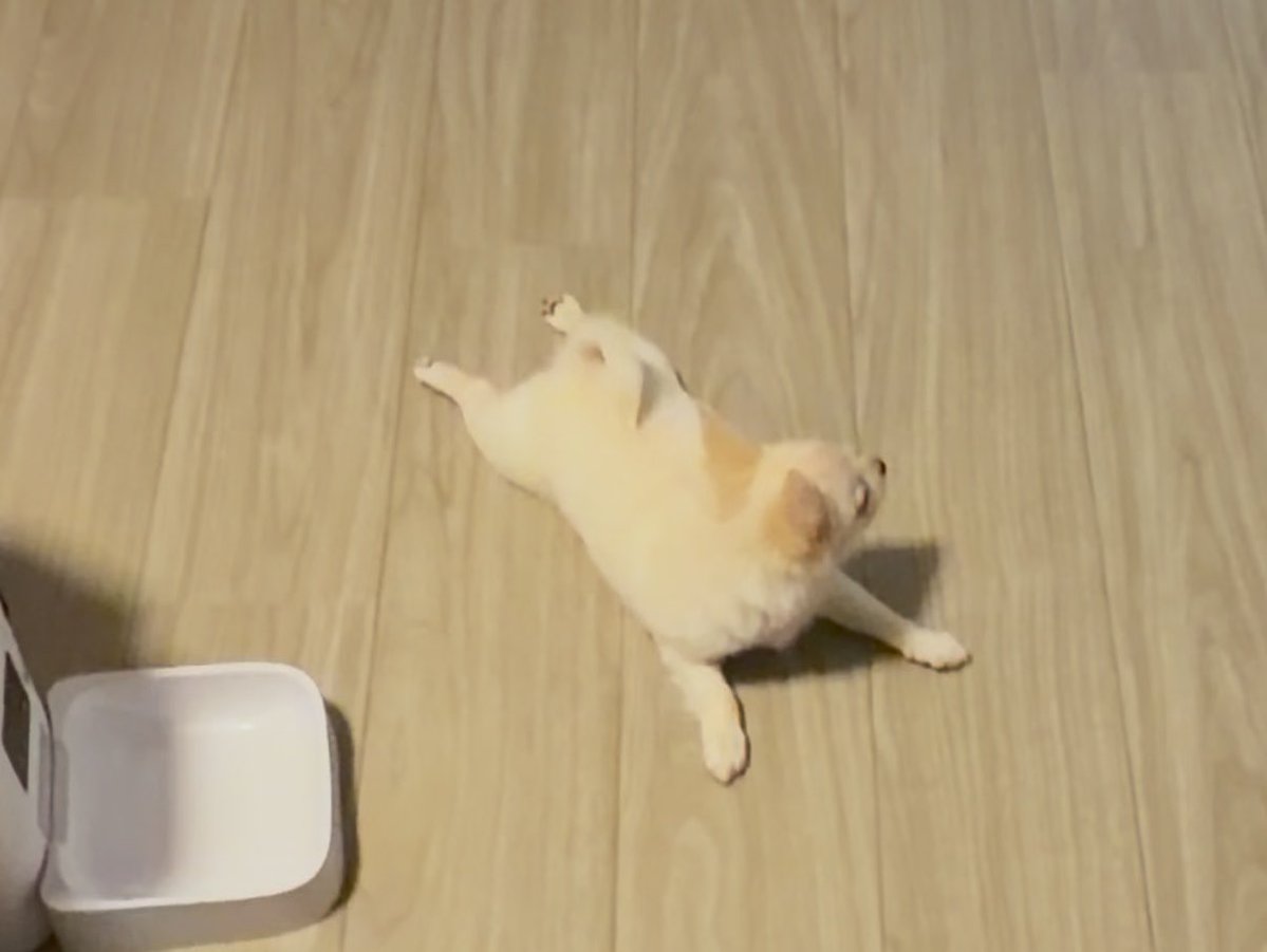 🧸ིྀみきゃ@Uber大阪 tweet media