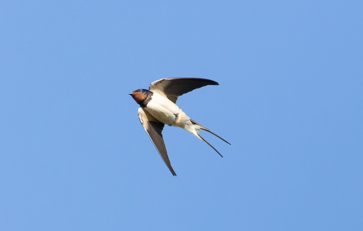 alan lewis wildlife stuff tweet media