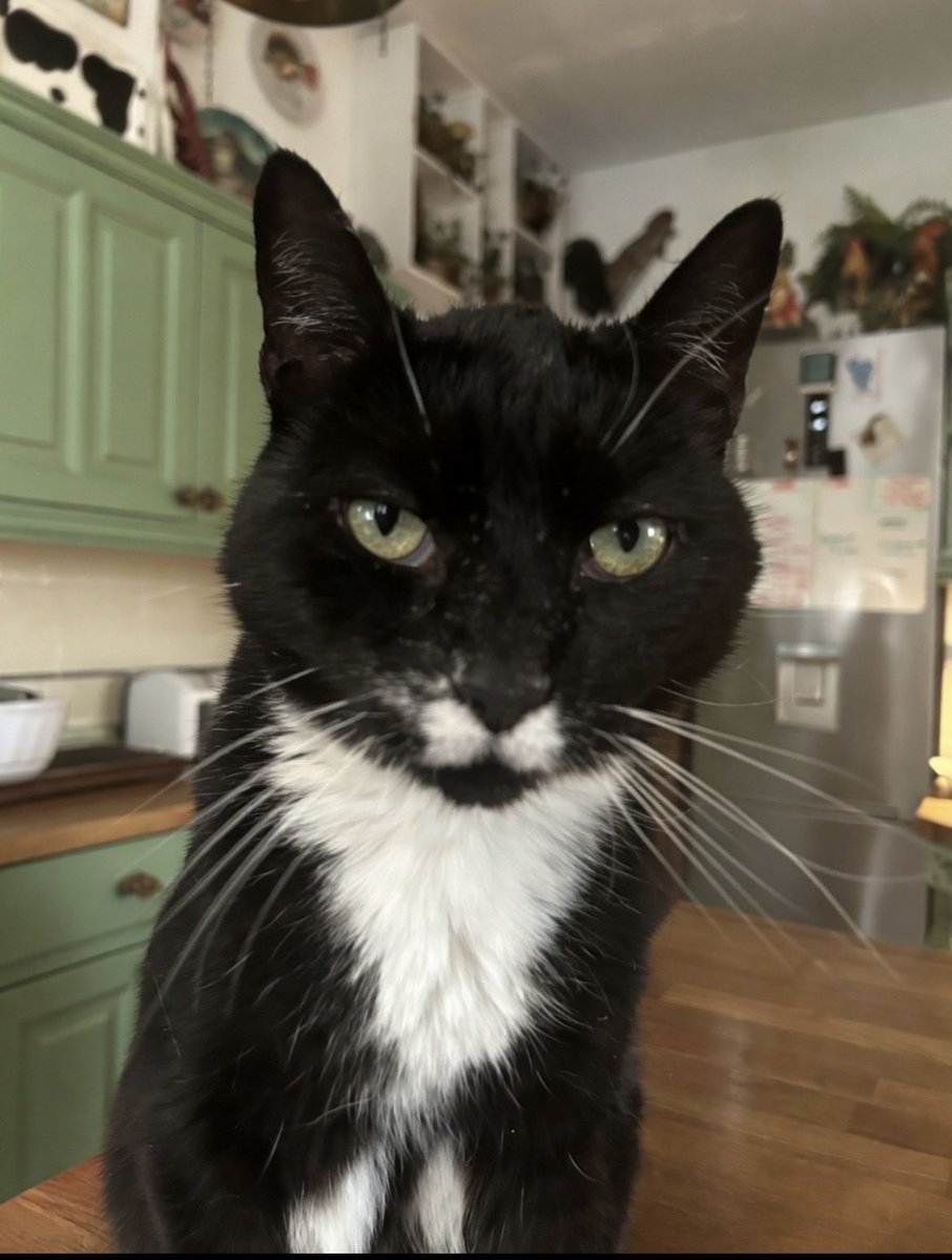 D.V. Catt tweet media