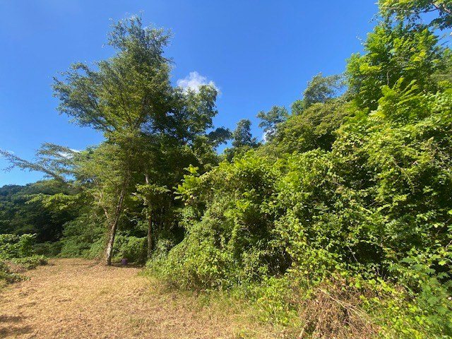 efrealestate's tweet image. En el corazón de Arecibo, Puerto Rico se encuentra una joya natural de 28 cuerdas de tierra pura y fértil. Finca en el Barrio Arrozal y Miraflores.
Asking price $2,500,000.
Corredor: Edwin Francisco Rivera 787-530-2488 / 787-269-2488 L. #E -339