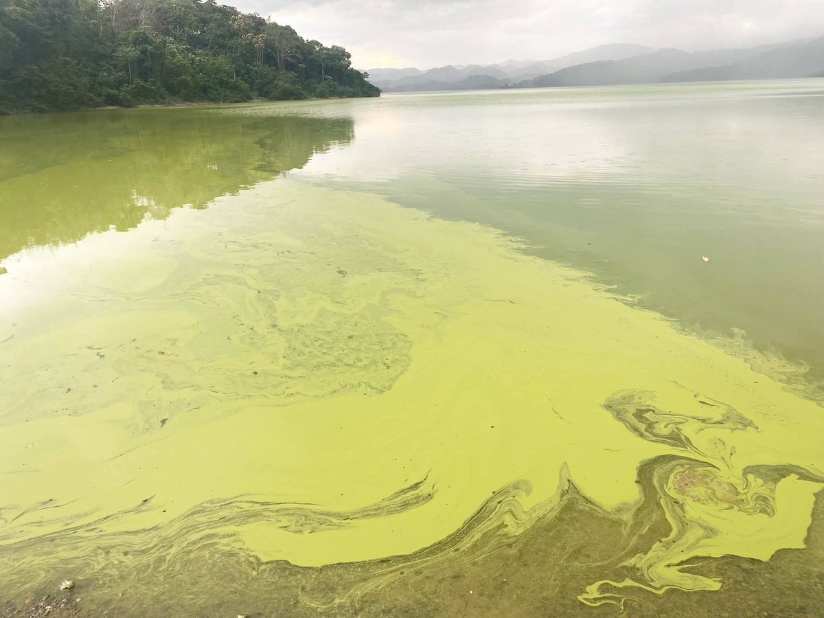Esta 👇🏻 maldita, maldición, no se puede quedar impune, como que no pasó absolutamente nada, gente de #cotui demanden hasta al <a href="/ricardodlsanto3/">Ricardo De Los Santos</a> lance demanda a todo el que ustedes entiendan no dejen eso así y en marcha el artículo 148 los ampara, si tienen que hacer en un tribunal