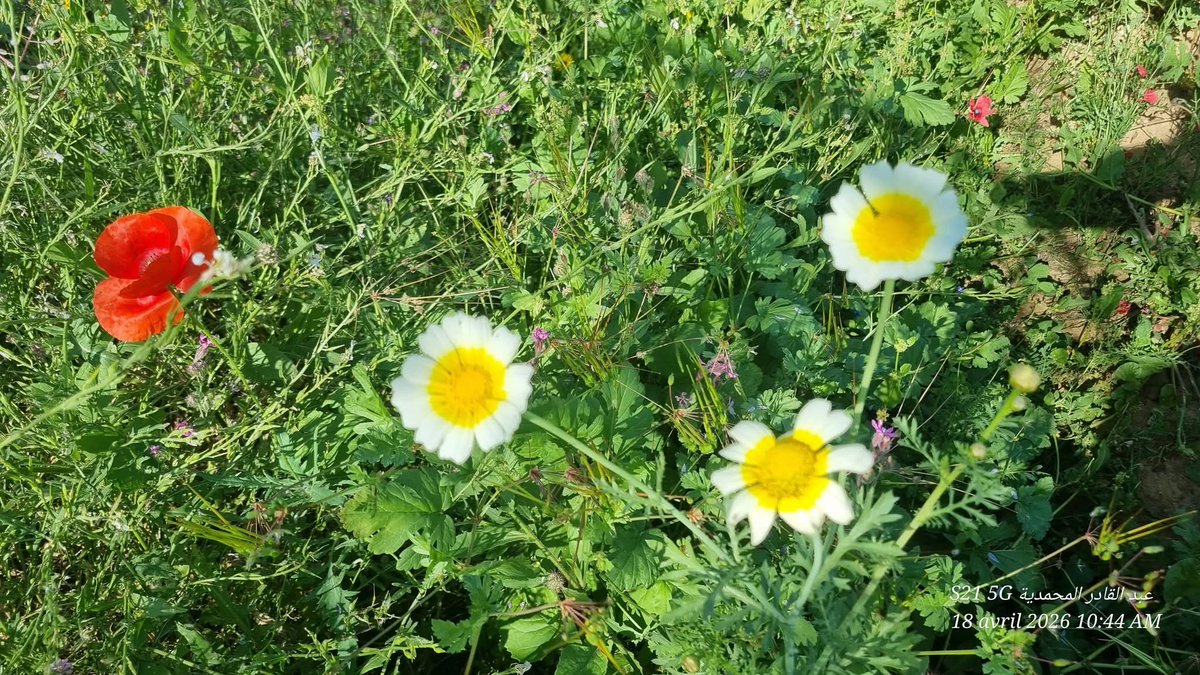 مختار tweet media