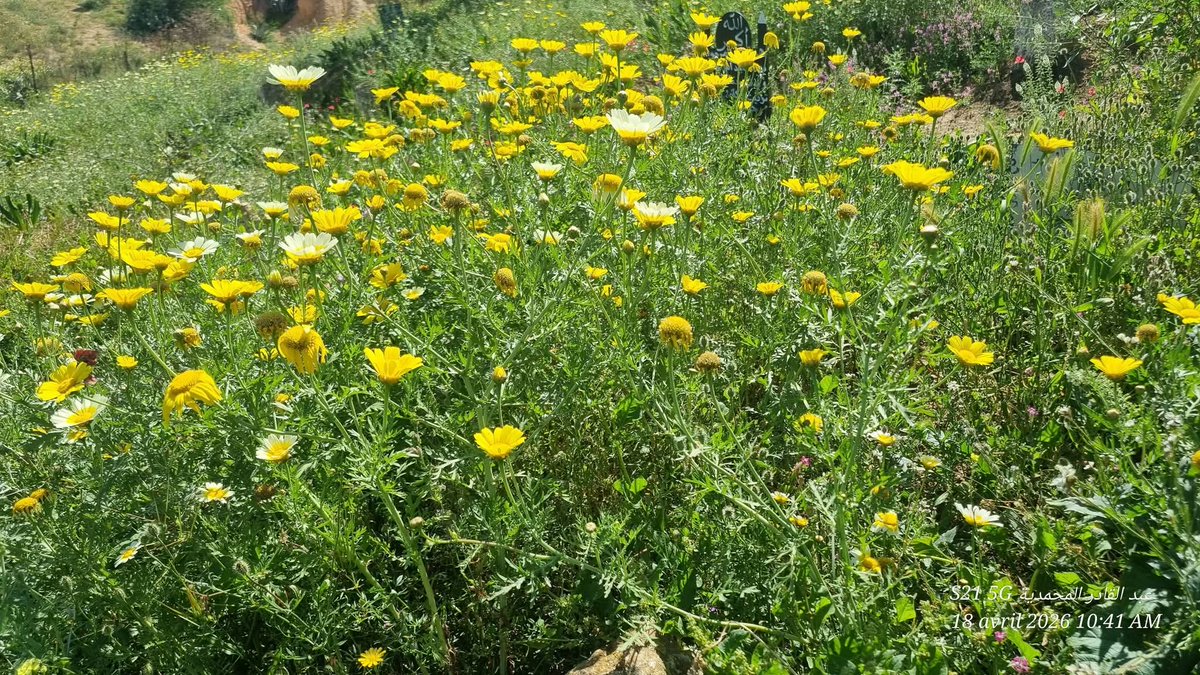 مختار tweet media