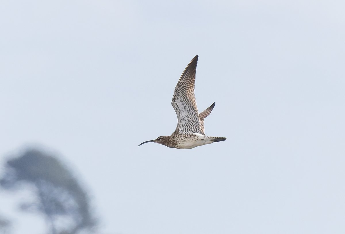 alan lewis wildlife stuff tweet media