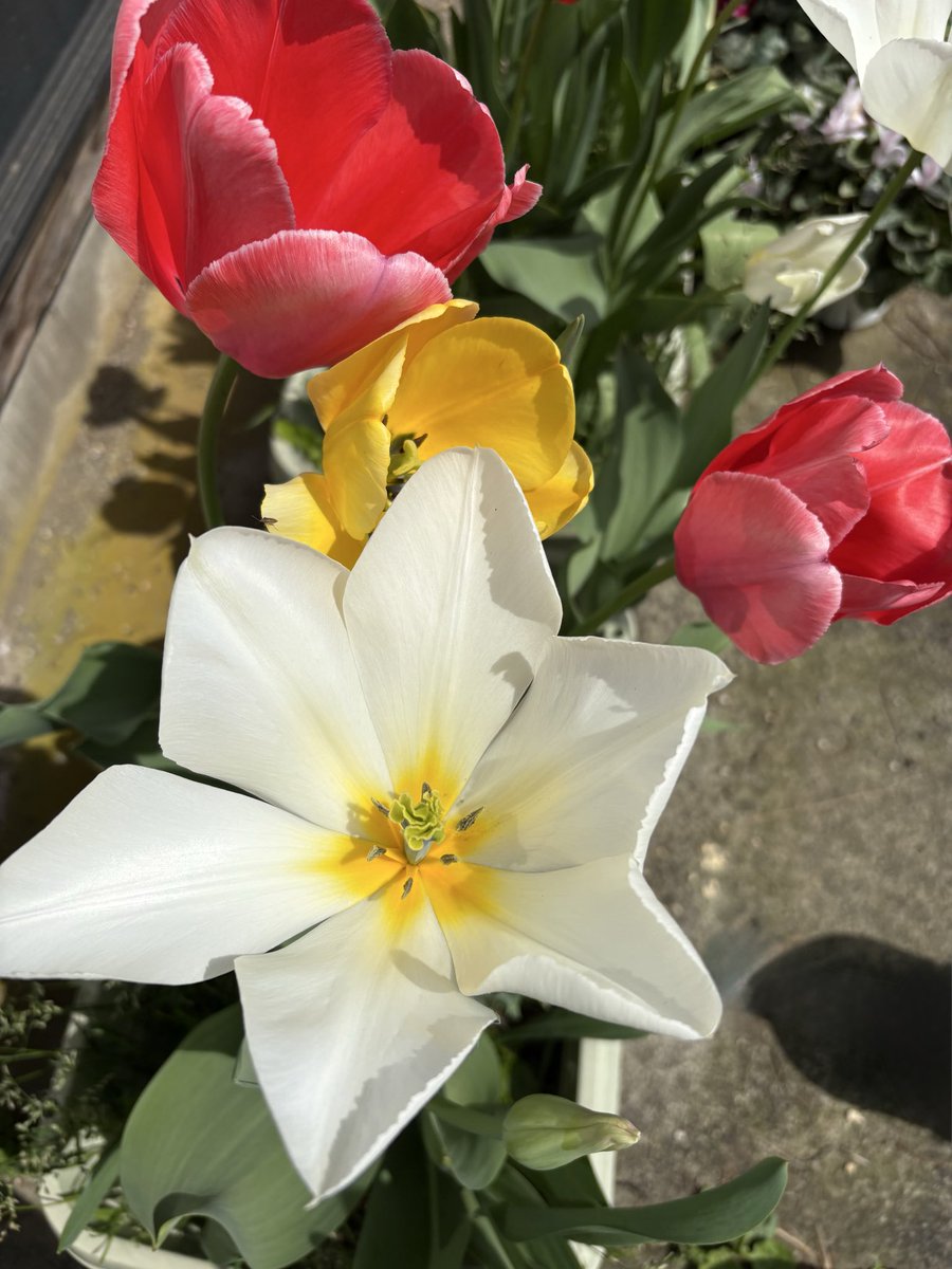 ささいムサシ tweet media