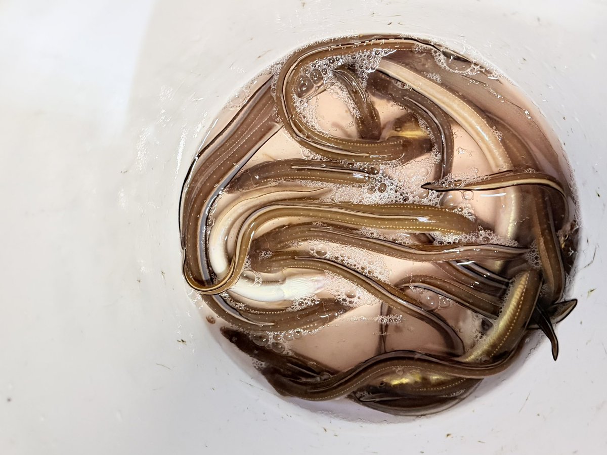 aya73aya_osakana tweet media