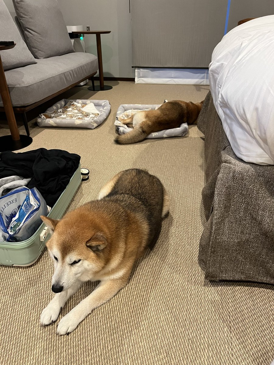 @Ducaduca柴犬御殿完成 tweet media