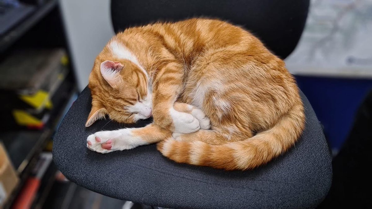 George The Stourbridge Junction Station Cat tweet media