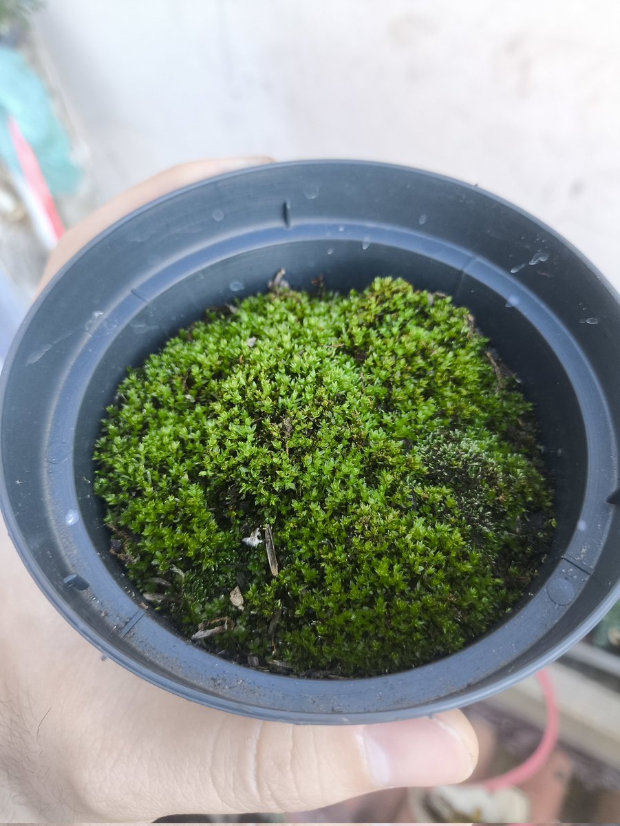 manikomicos, os indivíduos tweet media