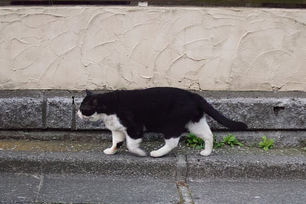 ニールP tweet media