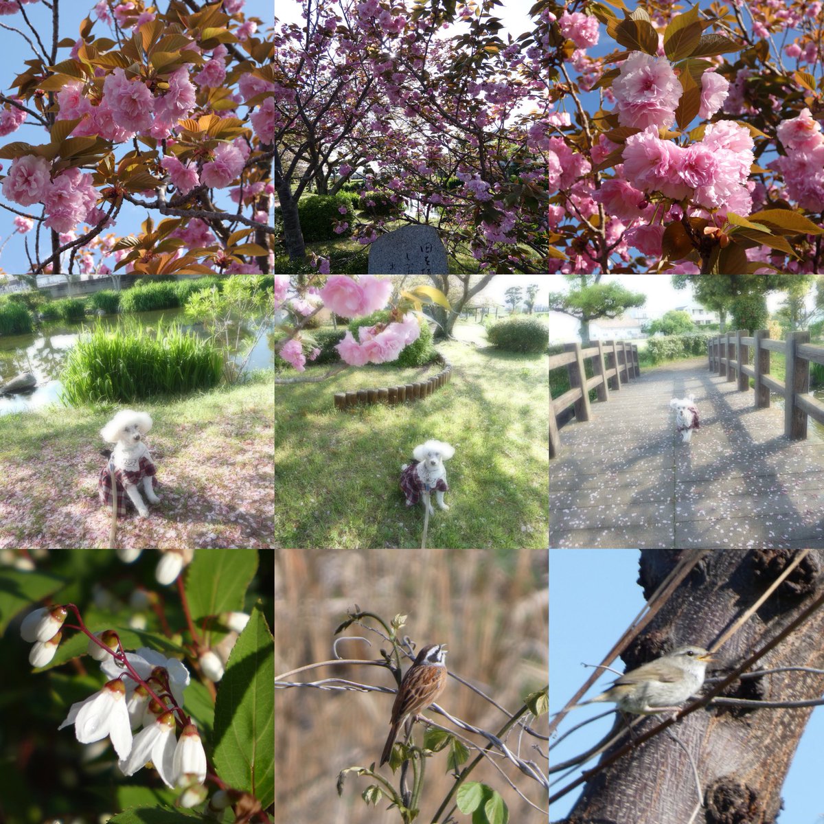 fzaaron1's tweet image. #HappySunday 
🌸Good morning x friends 🌸
🌸Wishing you a peaceful day for all 🌸

我を生じわ我を有するは父母の恩、
天よりも高く、地よりも厚し
   弘法大師　名言