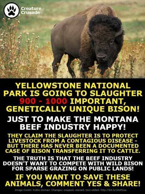 NativeAmerican tweet media