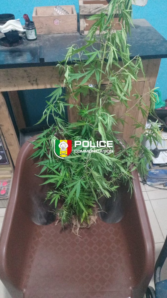 PoliceNationSN's tweet image. Insolite à Thiès : Un individu interpellé par le 1er Arrondissement pour culture de cannabis en appartement. 

Le suspect prétendait inhaler les feuilles pour soigner son asthme. Les pots de fleurs ont été saisis et le cultivateur placé en garde à vue.
#Proteger #Senegal