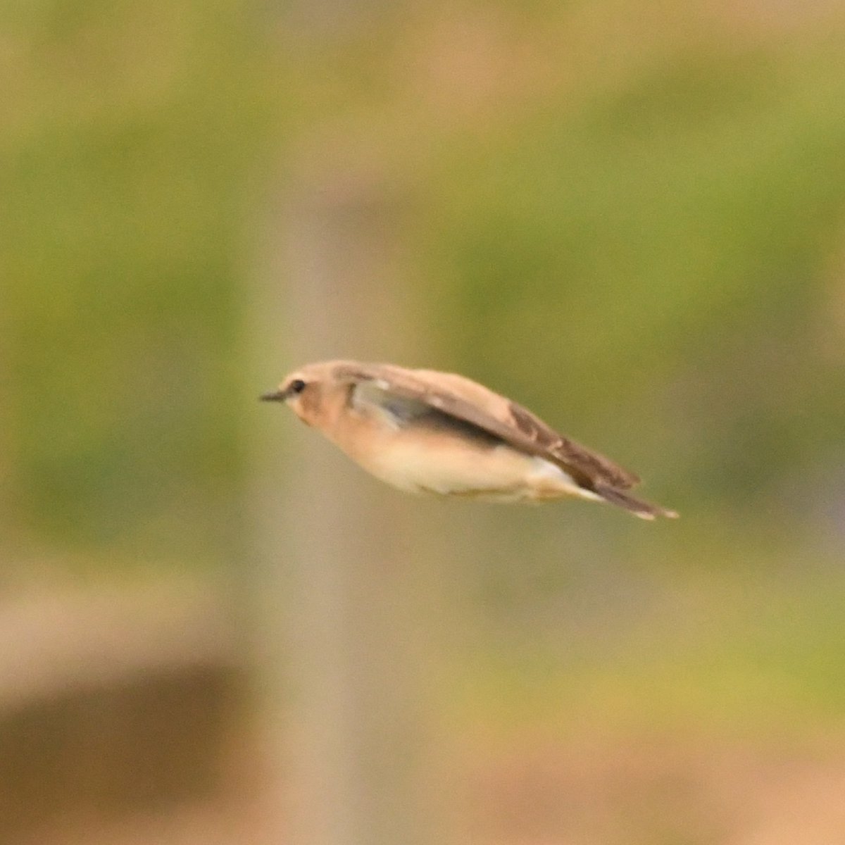 Baldbirder1's tweet image. Female Northern Wheatear at Brands Hatch, Kent, this afternoon - south of Druids Bend, near Southbank. Beware of one-way traffic moving 'quite fast' if you go looking for it in the morning... @KentishPlover #birding @LeeEvansBirding
