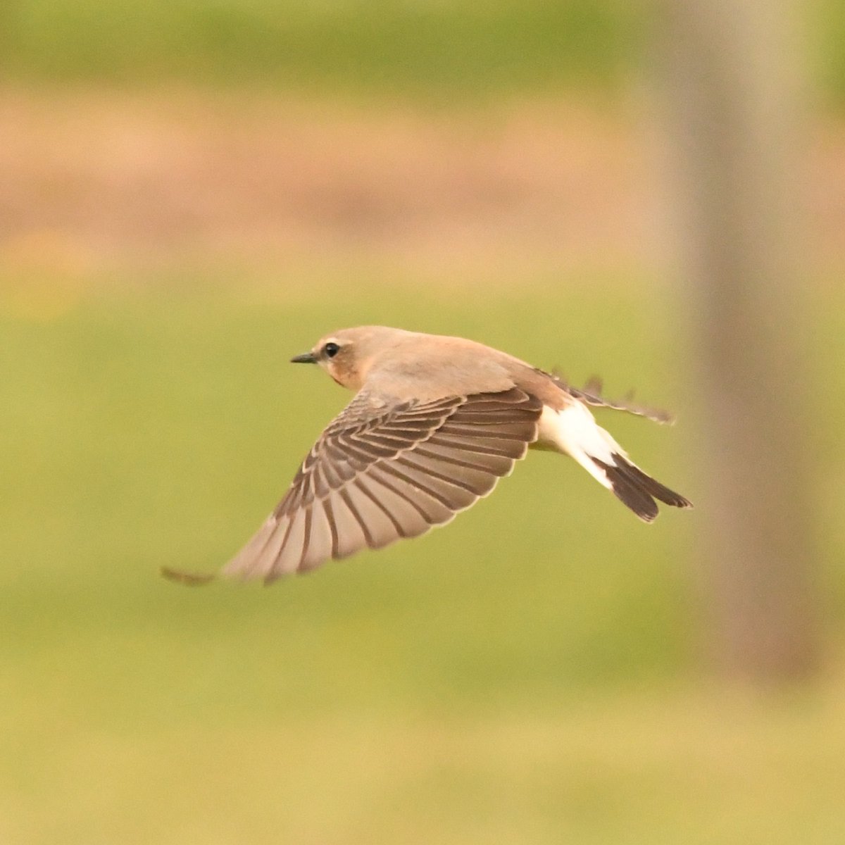 Baldbirder1's tweet image. Female Northern Wheatear at Brands Hatch, Kent, this afternoon - south of Druids Bend, near Southbank. Beware of one-way traffic moving 'quite fast' if you go looking for it in the morning... @KentishPlover #birding @LeeEvansBirding