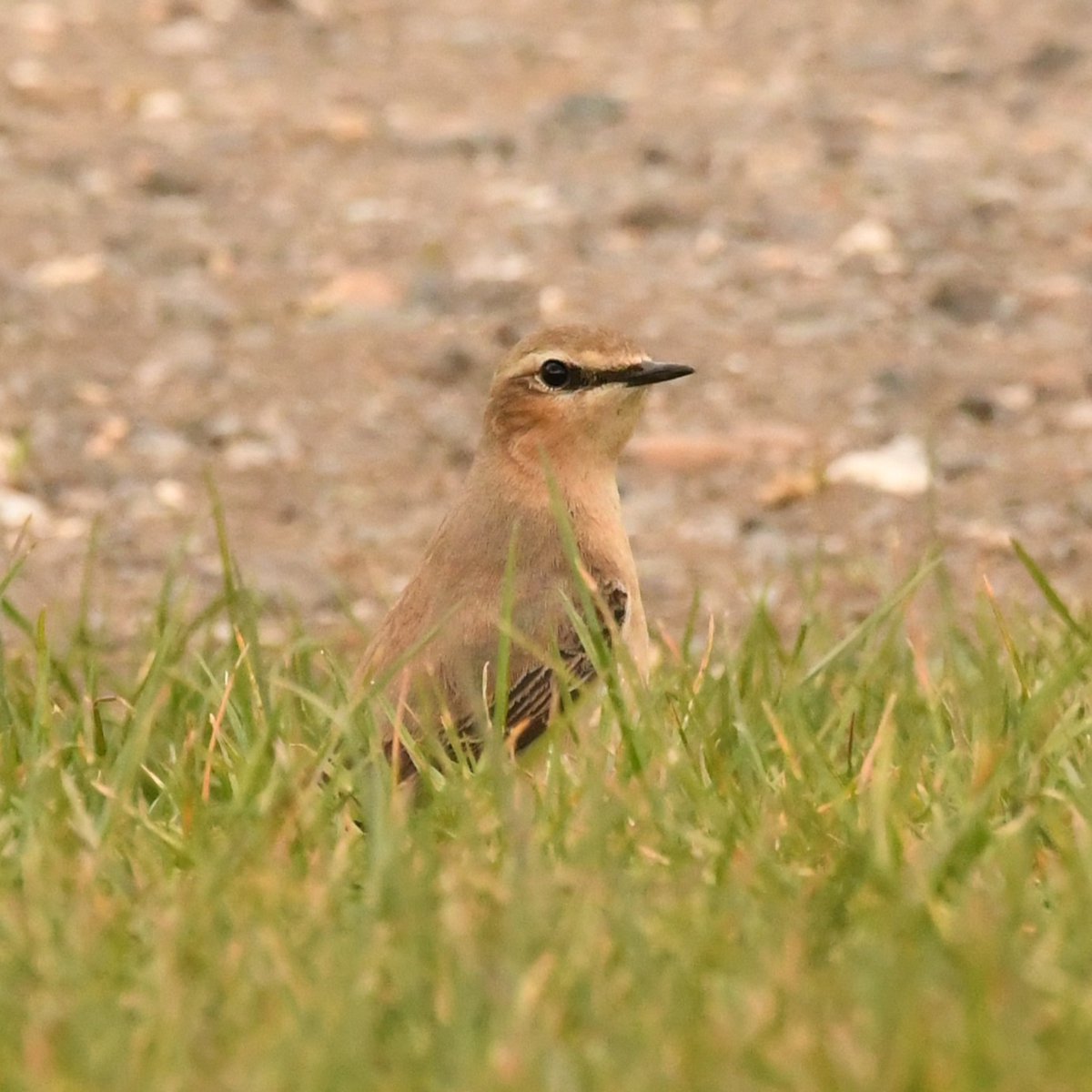Baldbirder1's tweet image. Female Northern Wheatear at Brands Hatch, Kent, this afternoon - south of Druids Bend, near Southbank. Beware of one-way traffic moving 'quite fast' if you go looking for it in the morning... @KentishPlover #birding @LeeEvansBirding