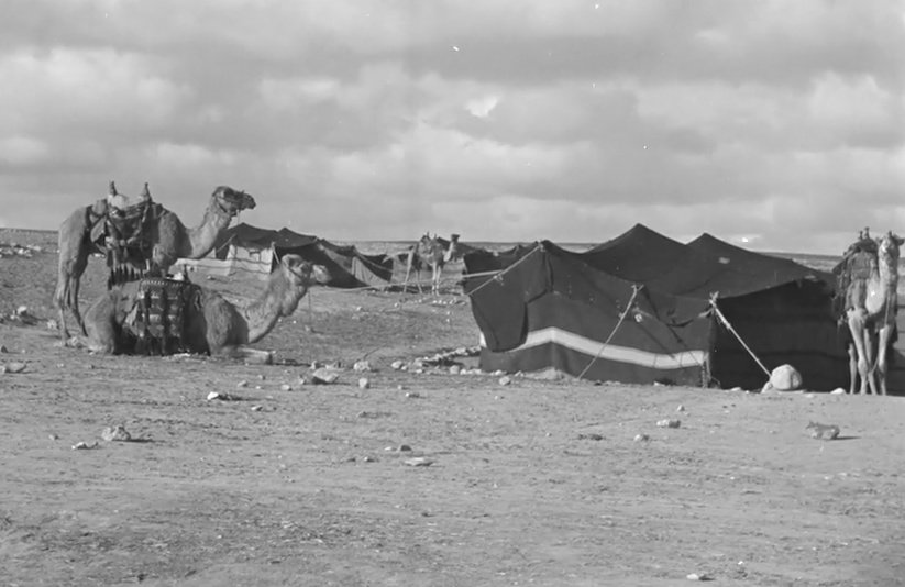 ذئب الجُذامي tweet media