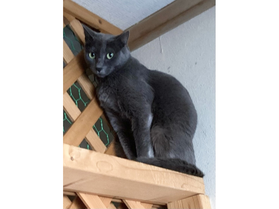人慣れしていない子
北海道 ♀ 生後2才 の"くり"ちゃんです。
 #猫の里親募集 #北海道
詳細：neko-jirushi.com/foster/234861/
写真：