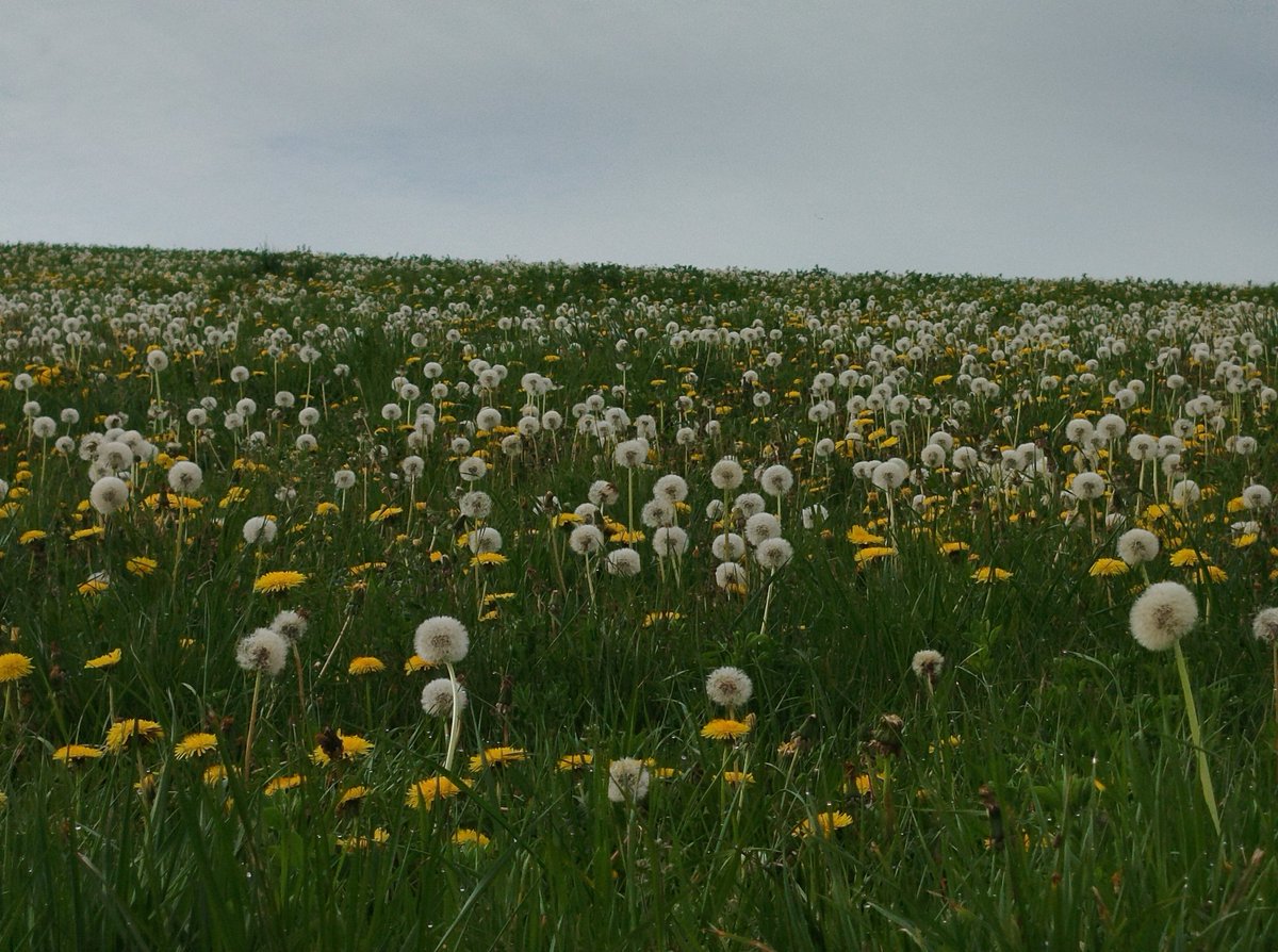 Sacapoil's tweet image. Retour où les lacs, par le ciel, décorés 
le Colvert, la Cigogne, le Bruant 
à l'entour du parc national des forêts 
les jachères sont de jaune et de blanc 

#poesie #printemps