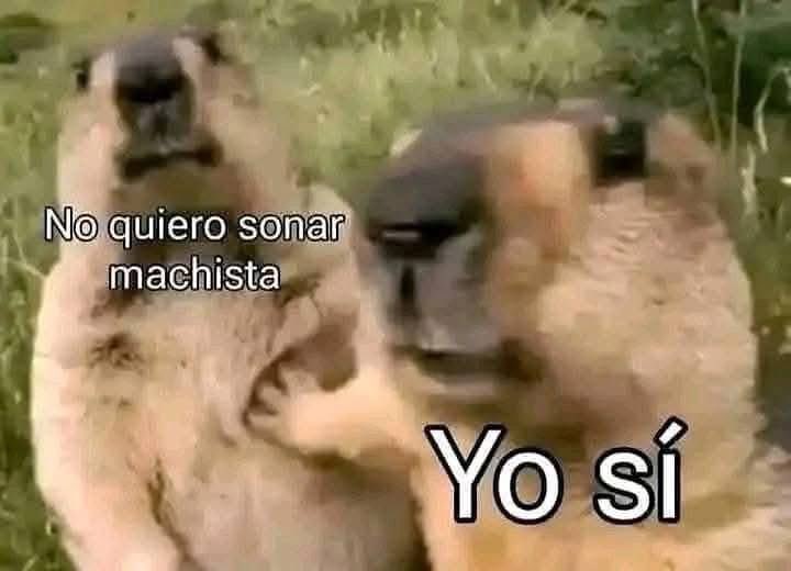 Sr. Bigotes tweet media