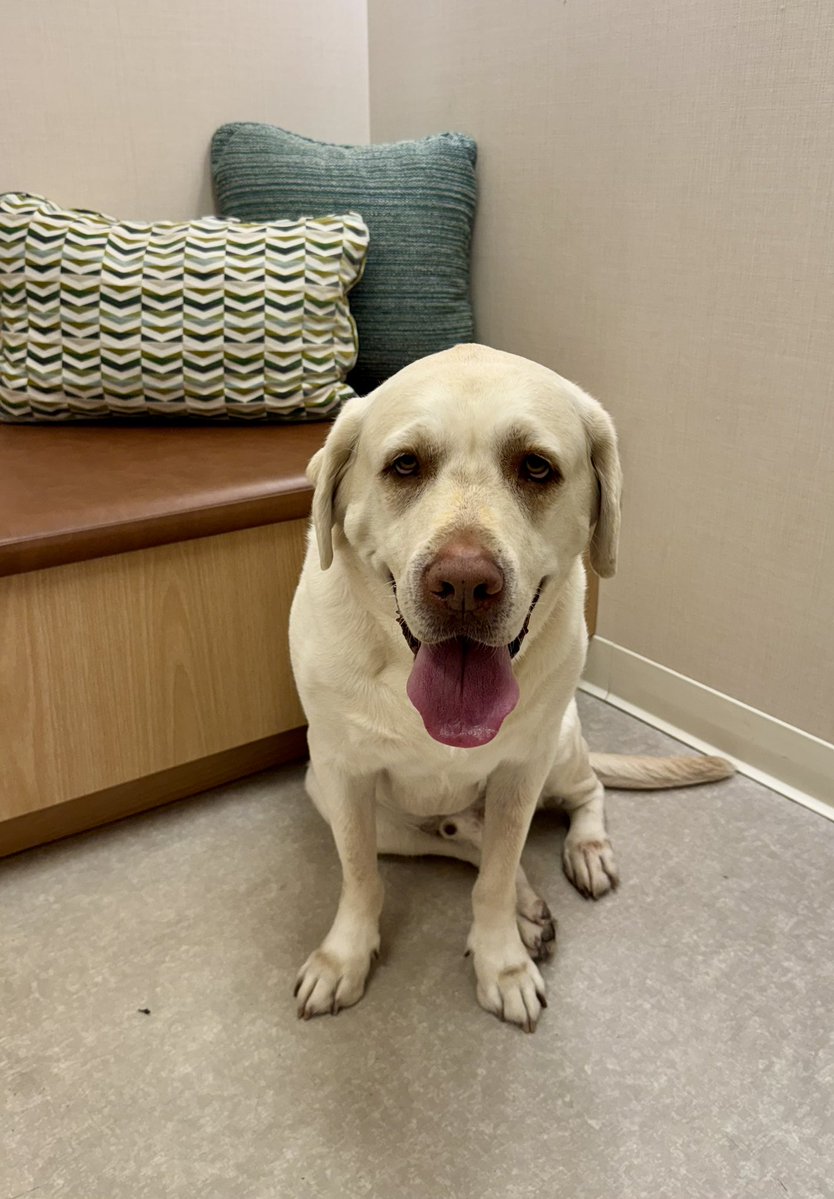 OscarTherapyDog's tweet image. My Hero! #firstresponderspack #hero #labrador #bestfriend
