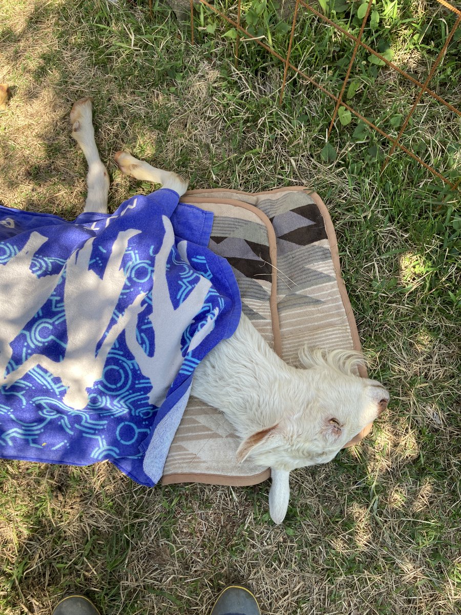 チーズと山羊大好き tweet media