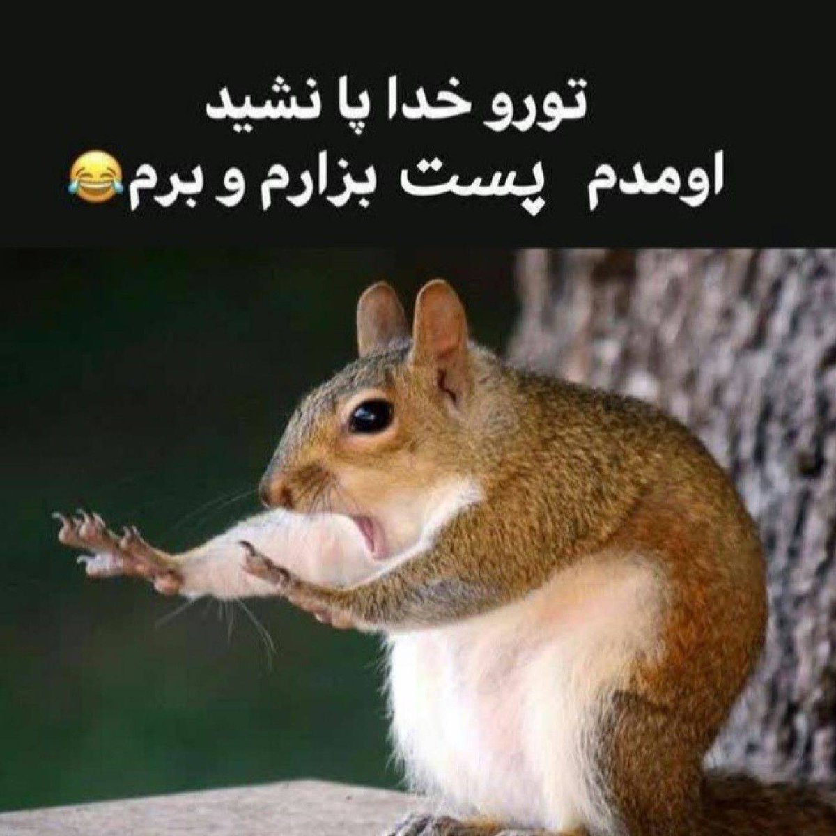 Ayeh_text's tweet photo. سلام من اومدم🫡

یه فالو نمیکنید دلمون خوش بشه🥺

#حمايت_انقلابى 
#فالوبک_فوری https://t.co/xayxMJsgkC