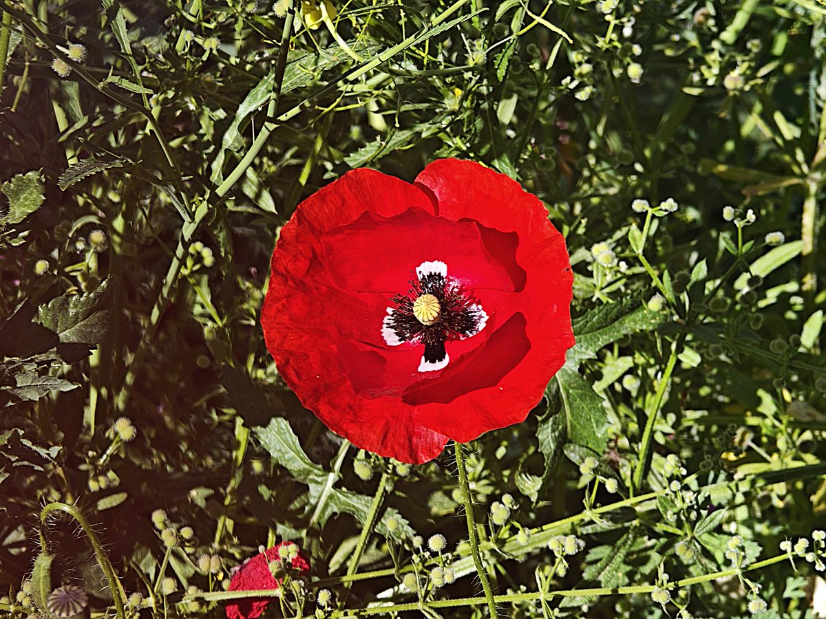 KatySnchez's tweet image. "Naturaleza en su mejor versión." Corazón de amapola  #amapola #flores #hacerfotos #naturaleza