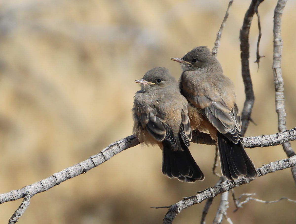 wormchicanery's tweet image. Say's Phoebes :)

#birds #birding