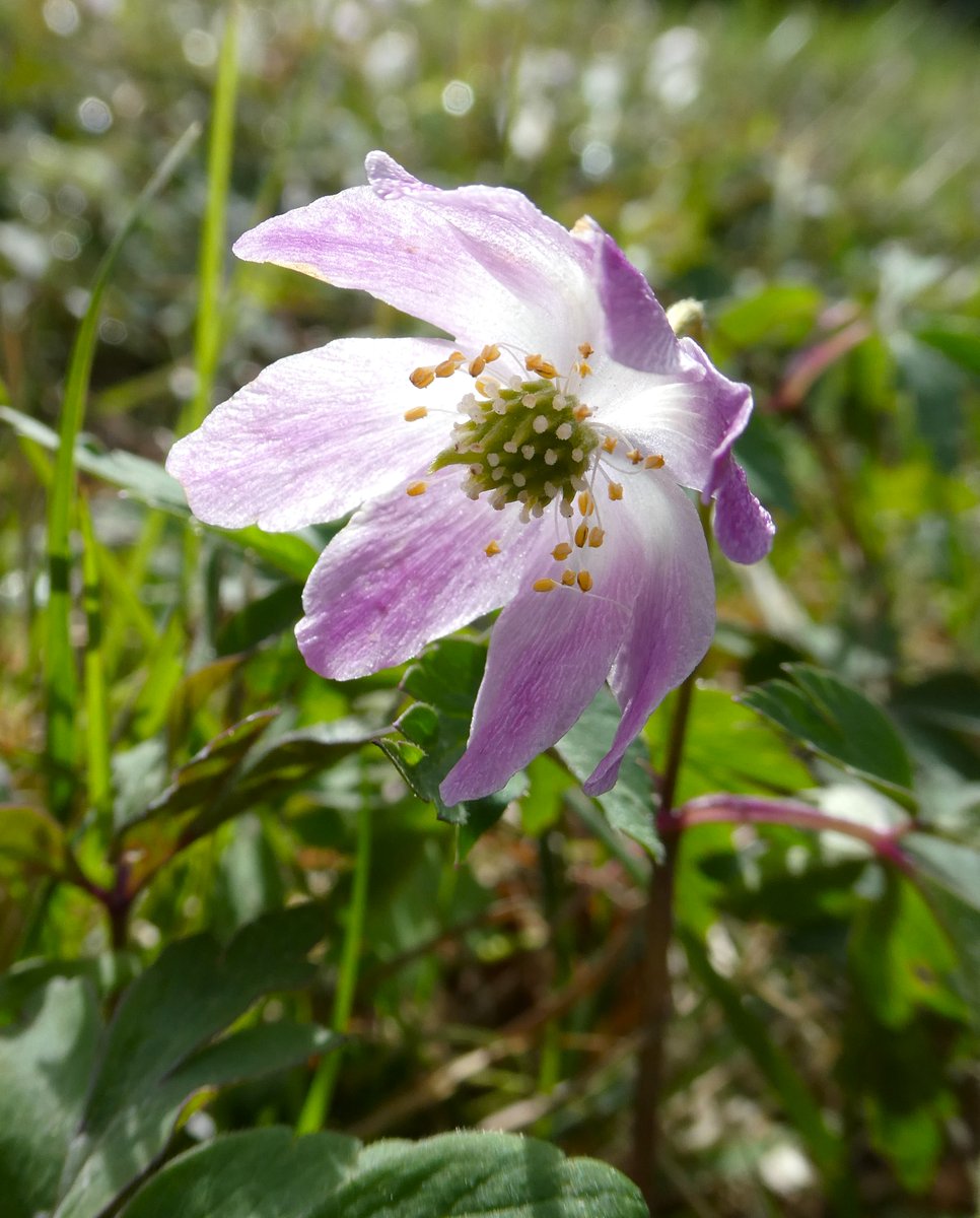 The delight of a wild pink wood anemone🌺