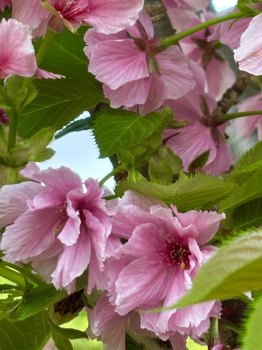 おはようございます🐣🐥

ベニユタカ(紅豊)💕✨

　1961年　北海道松前町で生まれた八重桜の品種で濃紅紫色　15〜18枚の八重咲き　華やかな花が特徴
　　
　　花言葉(豊かな教養)

　皆様　よい一日を✨🌹