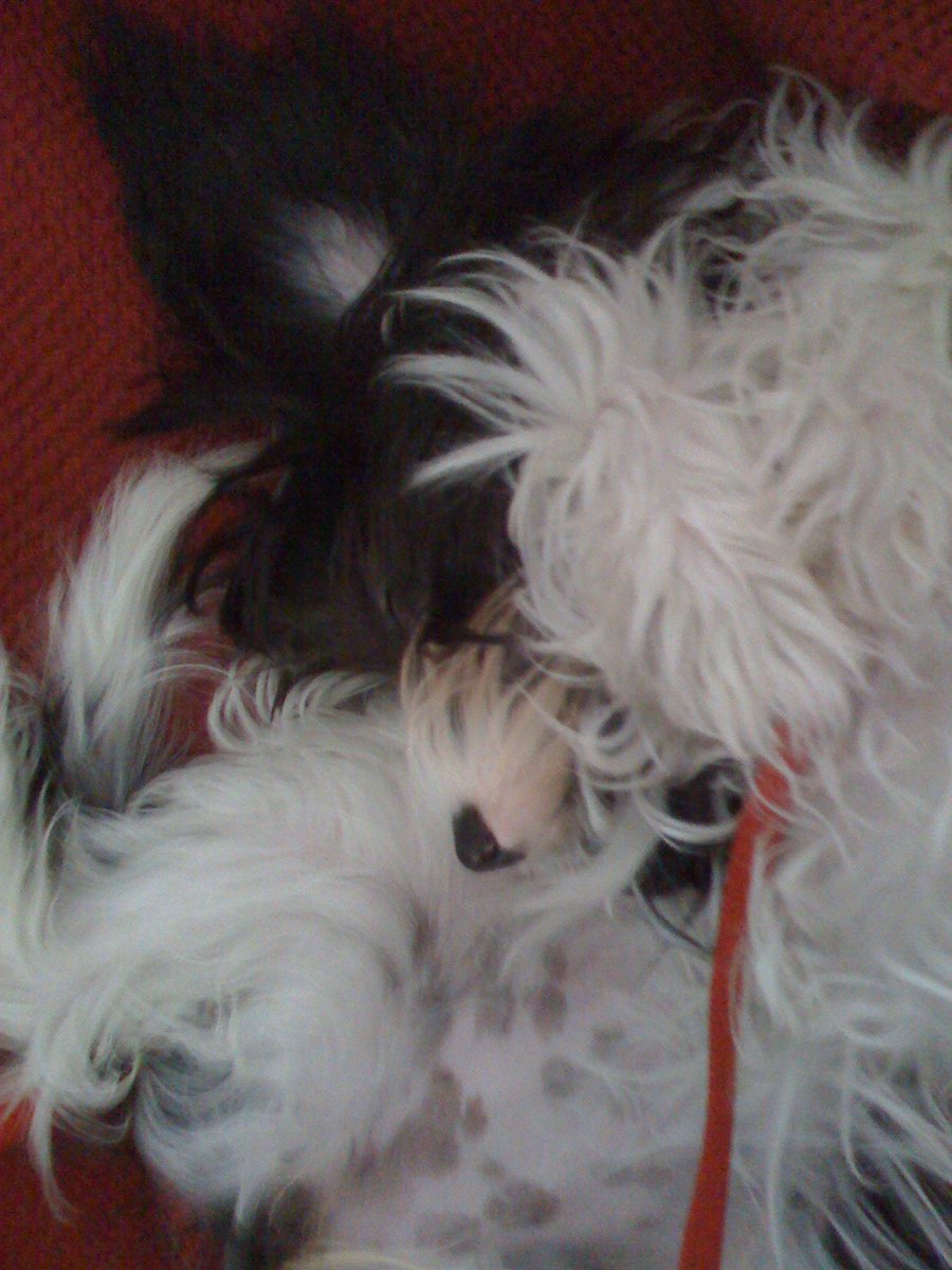 DameRanger's tweet photo. @dog_rates Chinese Crested art, represent 🐾 https://t.co/E0Xq4g2Pxg