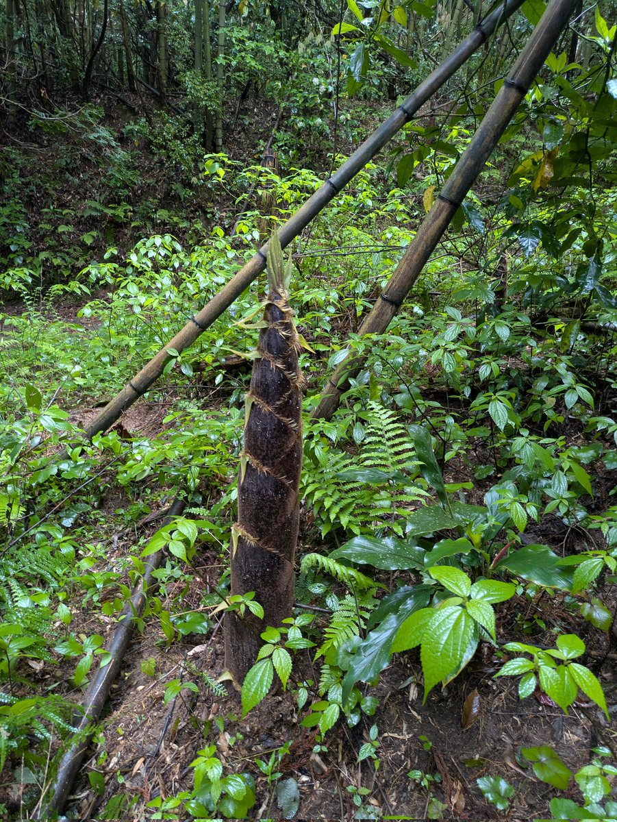 \爆雷針/ tweet media