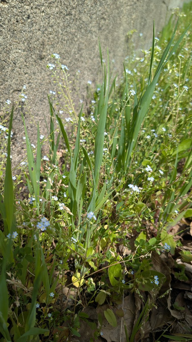 ちゃなまる tweet media