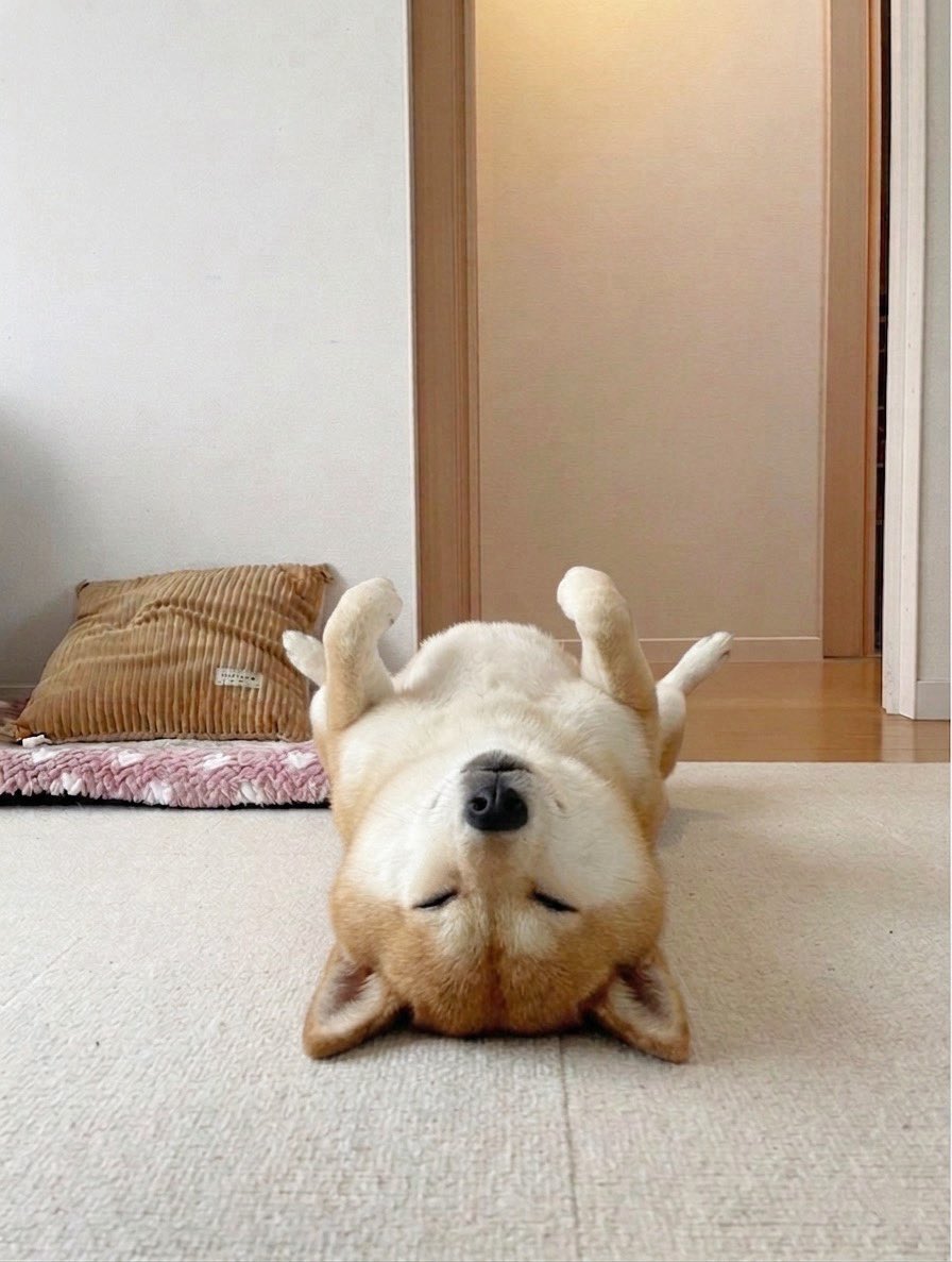 柴犬·͜·♡もも tweet media